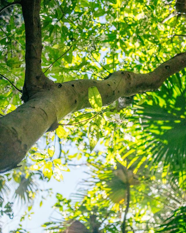 
                  
                    
                     NIKON CORPORATION 
                     NIKON Z 50 
                  
                  