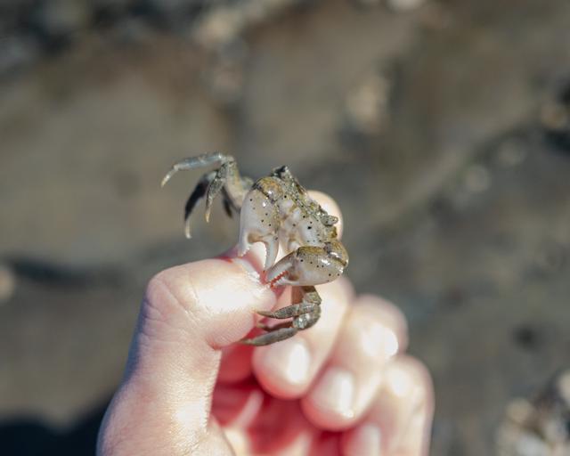 
                  
                    
                     NIKON CORPORATION 
                     NIKON Z 50 
                  
                  