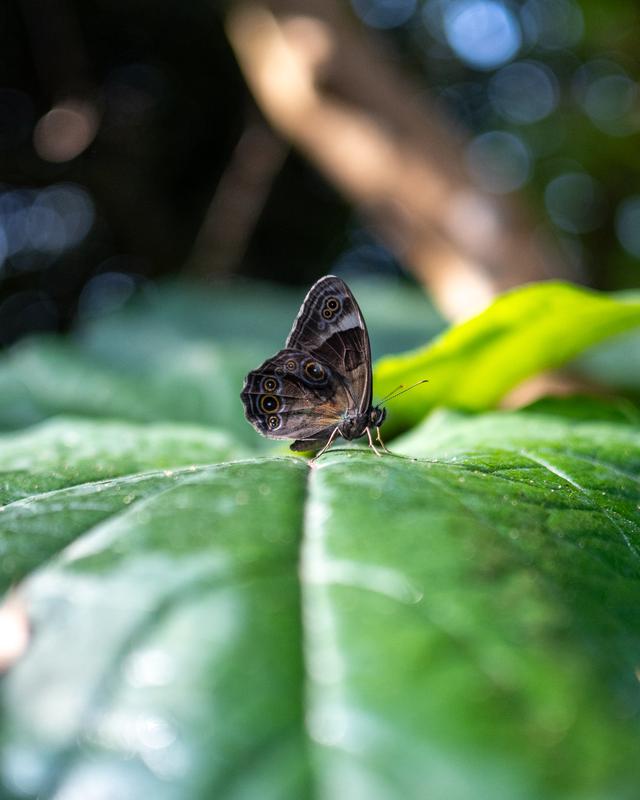 
                  
                    
                     NIKON CORPORATION 
                     NIKON Z 50 
                  
                  