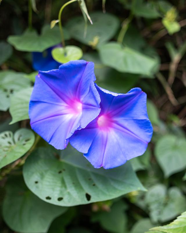 
                  
                    
                     NIKON CORPORATION 
                     NIKON Z 50 
                  
                  