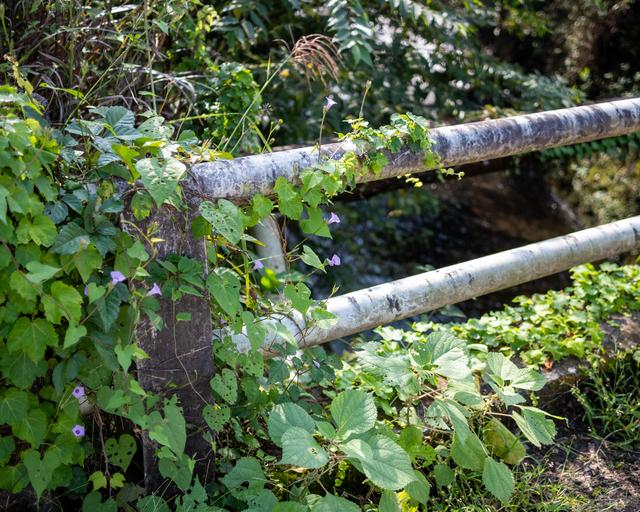 
                  
                    
                     NIKON CORPORATION 
                     NIKON Z 50 
                  
                  