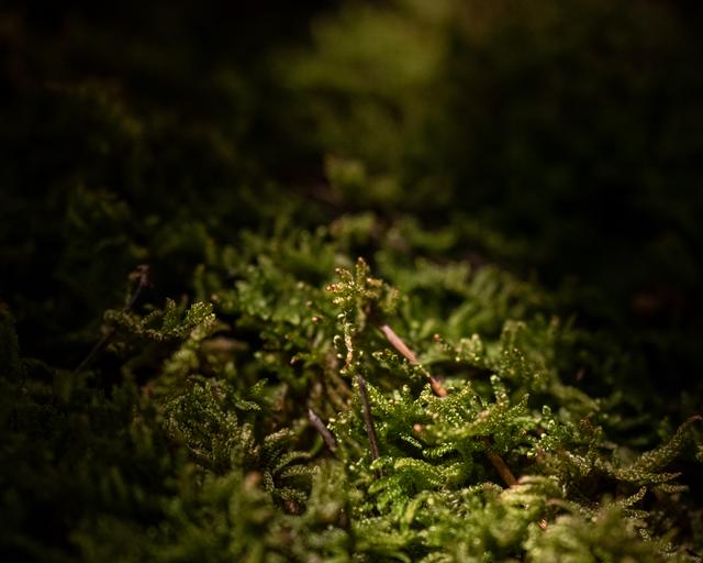 
                  
                    
                     NIKON CORPORATION 
                     NIKON Z 50 
                  
                  