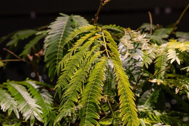 
                  
                    
                     NIKON CORPORATION 
                     NIKON Z 50 
                  
                  