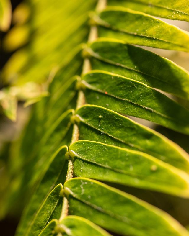 
                  
                    
                     NIKON CORPORATION 
                     NIKON Z 50 
                  
                  