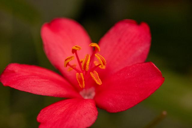 
                  
                    
                     NIKON CORPORATION 
                     NIKON Z 50 
                  
                  