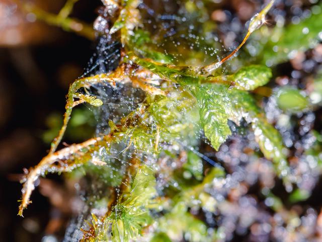 
                  
                    
                     NIKON CORPORATION 
                     NIKON Z 50 
                  
                  