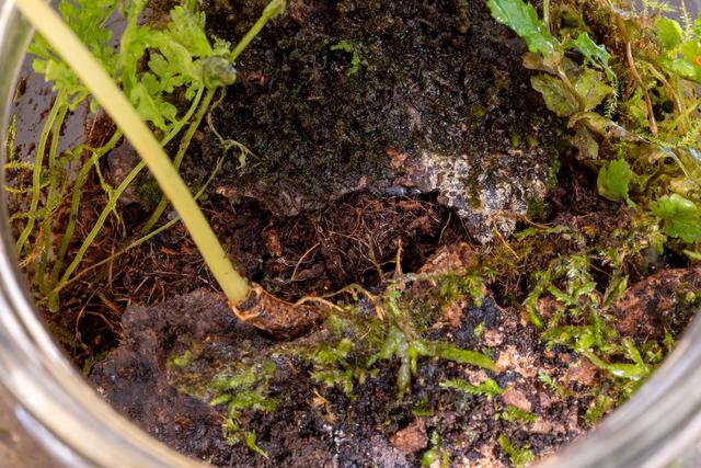 
                  
                    
                     NIKON CORPORATION 
                     NIKON Z 50 
                  
                  