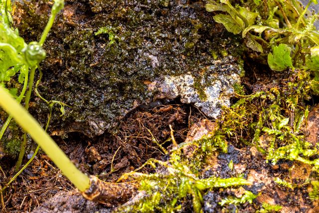 
                  
                    
                     NIKON CORPORATION 
                     NIKON Z 50 
                  
                  